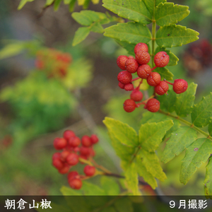 ＜すだ農園＞3年生苗 サンショ(山椒) 朝倉山椒[地掘苗 2023年]苗木 実がなる 大苗 庭木 雌雄同株 ※北海道・沖縄・離島への配送不可 ※2025年12月上旬～2026年4月下旬頃に順次発送予定