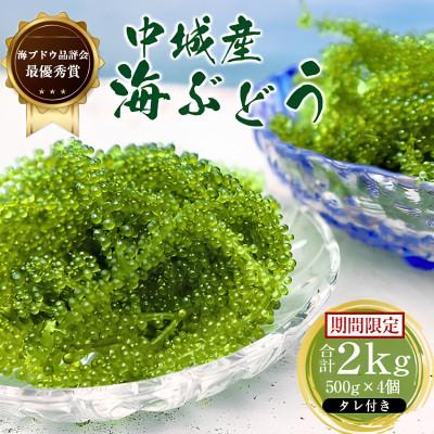 ふるさと納税 中城村 【沖縄から産地直送】県産海ぶどう品評会最優秀賞受賞!ちゅら海ぶどう2kg(500g×4箱)