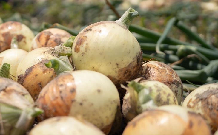 元祖淡路島玉ねぎ『淡路中甲高黄』復活プロジェクト