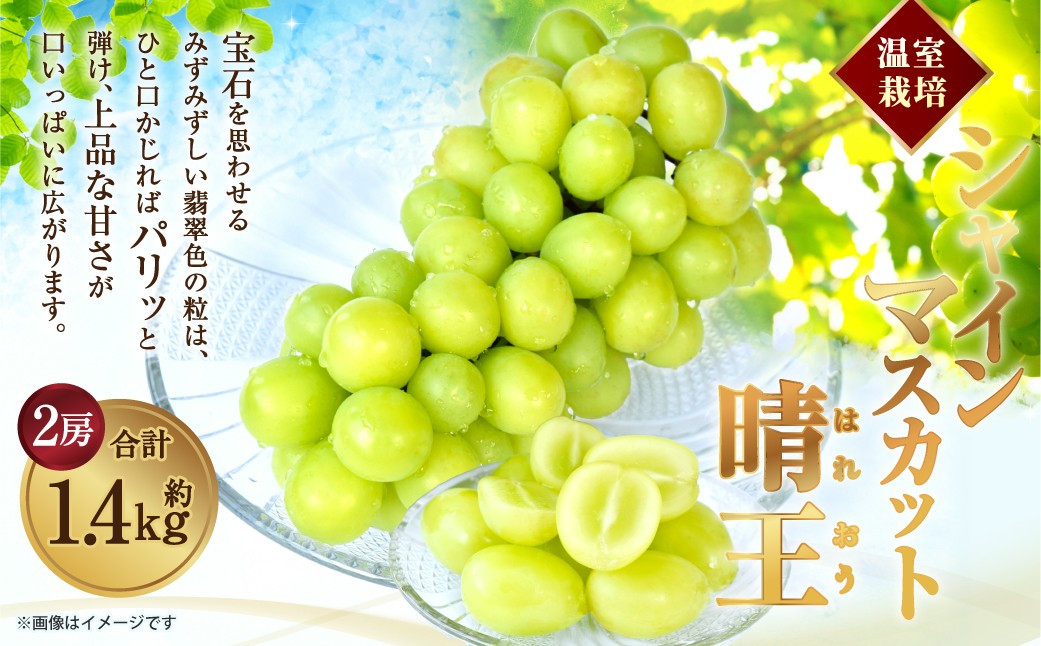 
                  [HS]温室 シャインマスカット 晴王 2房 約1.4kg【2026年7月上旬～8月下旬発送予定】マスカット 葡萄 ぶどう ブドウ フルーツ 果物 くだもの デザート 冷蔵 岡山県 倉敷市
                