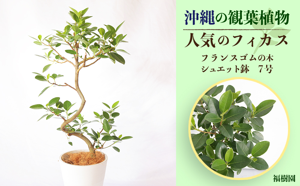 沖縄の観葉植物 人気のフィカス フランスゴム7号 シュエット鉢