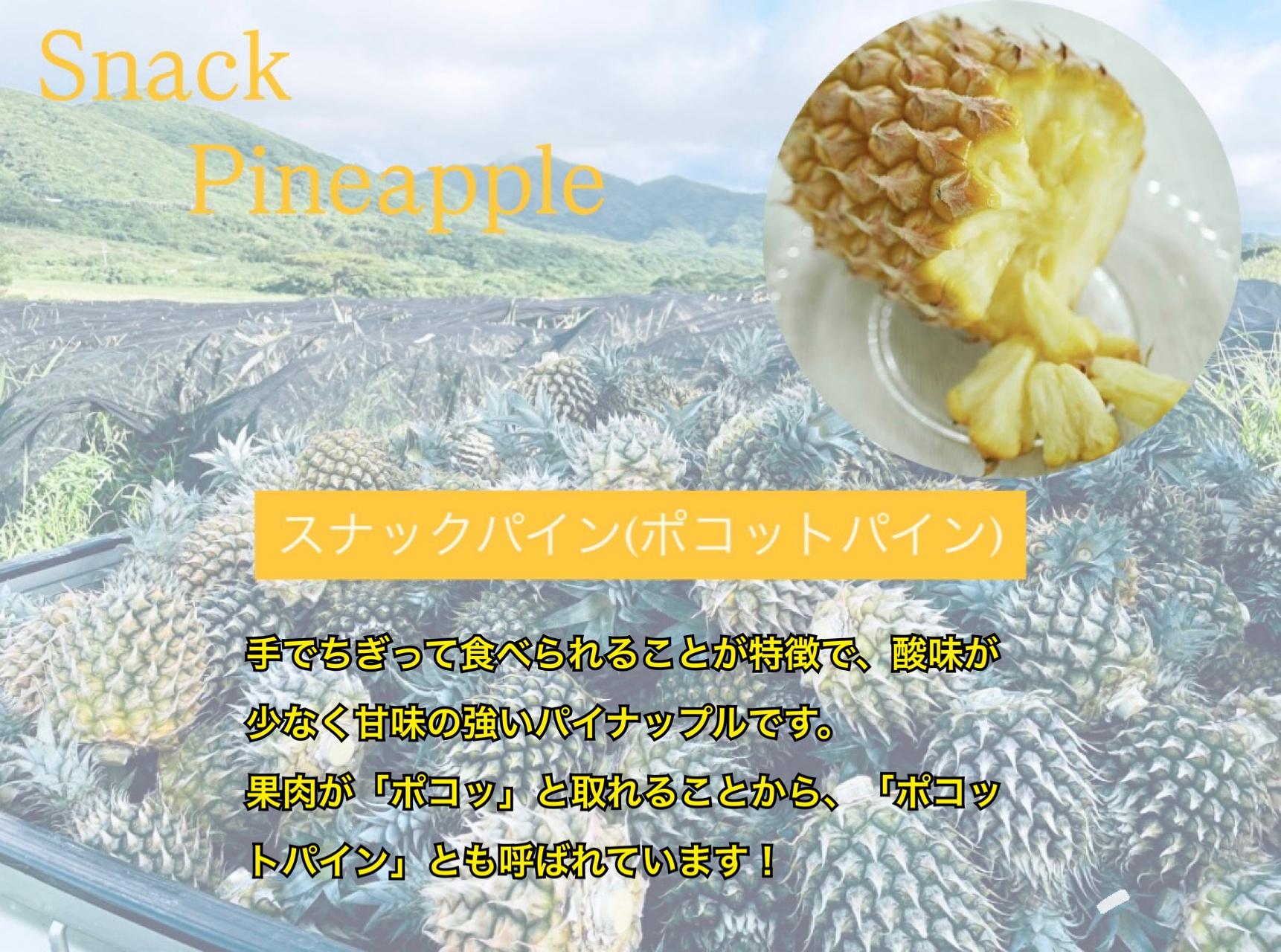 ＜先行予約＞ 農家直送！石垣島産 ポコットパイン 3個セット 約3.5kg ＜2026年3月下旬発送＞ | パイナップル パイン 沖縄県 石垣市 石垣島 南国 フルーツ 果物 季節限定 YE-002