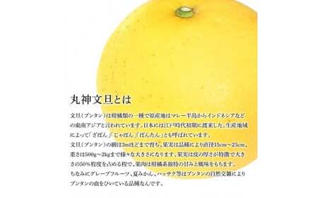 森田さん家の丸神（神谷）文旦（約10kg入り・2Lから5Lサイズ）