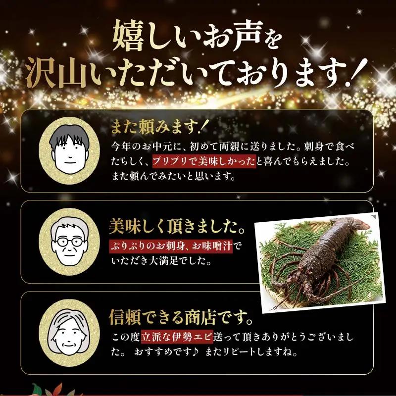 【 伊勢海老 】天然伊勢海老 1.5kg