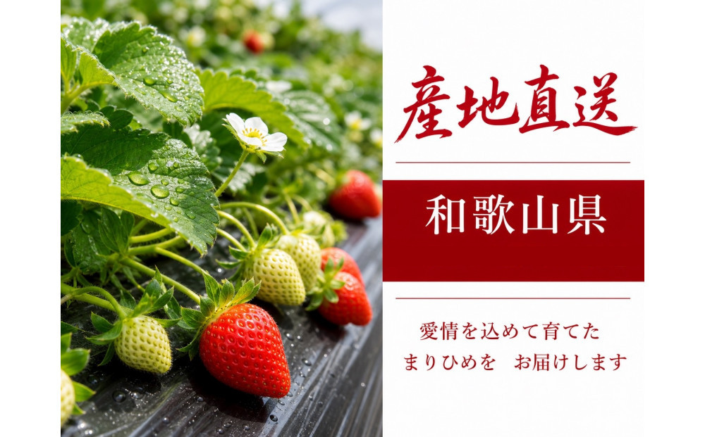 紀州和歌山ブランドいちご「まりひめ」約250g×4P ［2027年3月上旬頃～3月下旬頃に順次発送］［UT39］
