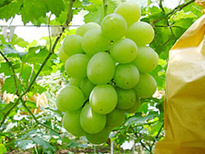 シャインマスカット 1房 と 季節のぶどう 2房 詰め合わせ ( 約1.8kg ) | 果物 くだもの フルーツ ぶどう ブドウ 葡萄 セット 兵庫県 上郡町