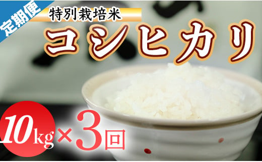 令和６年産 (精白米)　特別栽培米　こしひかり10kg ×3袋