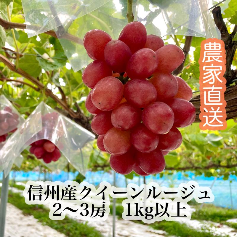【ふるさと納税】【2026年9月より順次発送】信州産クイーンルージュR 2～3房（合計1kg以上） 果物 ぶどう フルーツ 種なし 皮ごと 秋の味覚　お届け：2026年9月下旬～10月中旬