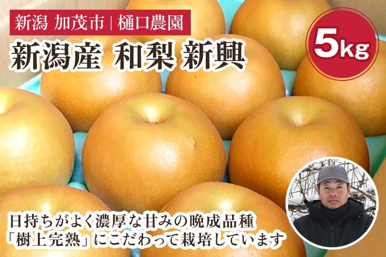 
            【2026年先行予約】和梨 新興 5kg（7～12玉）《10月下旬～順次発送》 果物 なし しんこう 梨 フルーツ 新鮮 ジューシー 産地 加茂市 樋口農園
          
