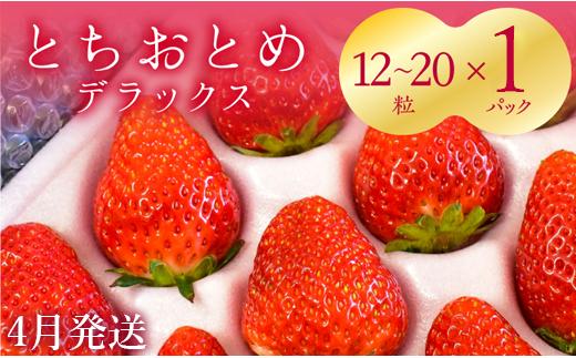 【4月発送】いちご　とちおとめDX　1箱（12～20粒）