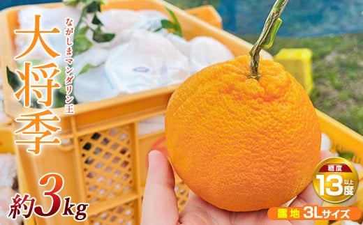 
            【先行予約】ながしまマンダリン王【露地】(大将季) 約3kg【ながしまマンダリングループ】mandarin-1263-R7
          