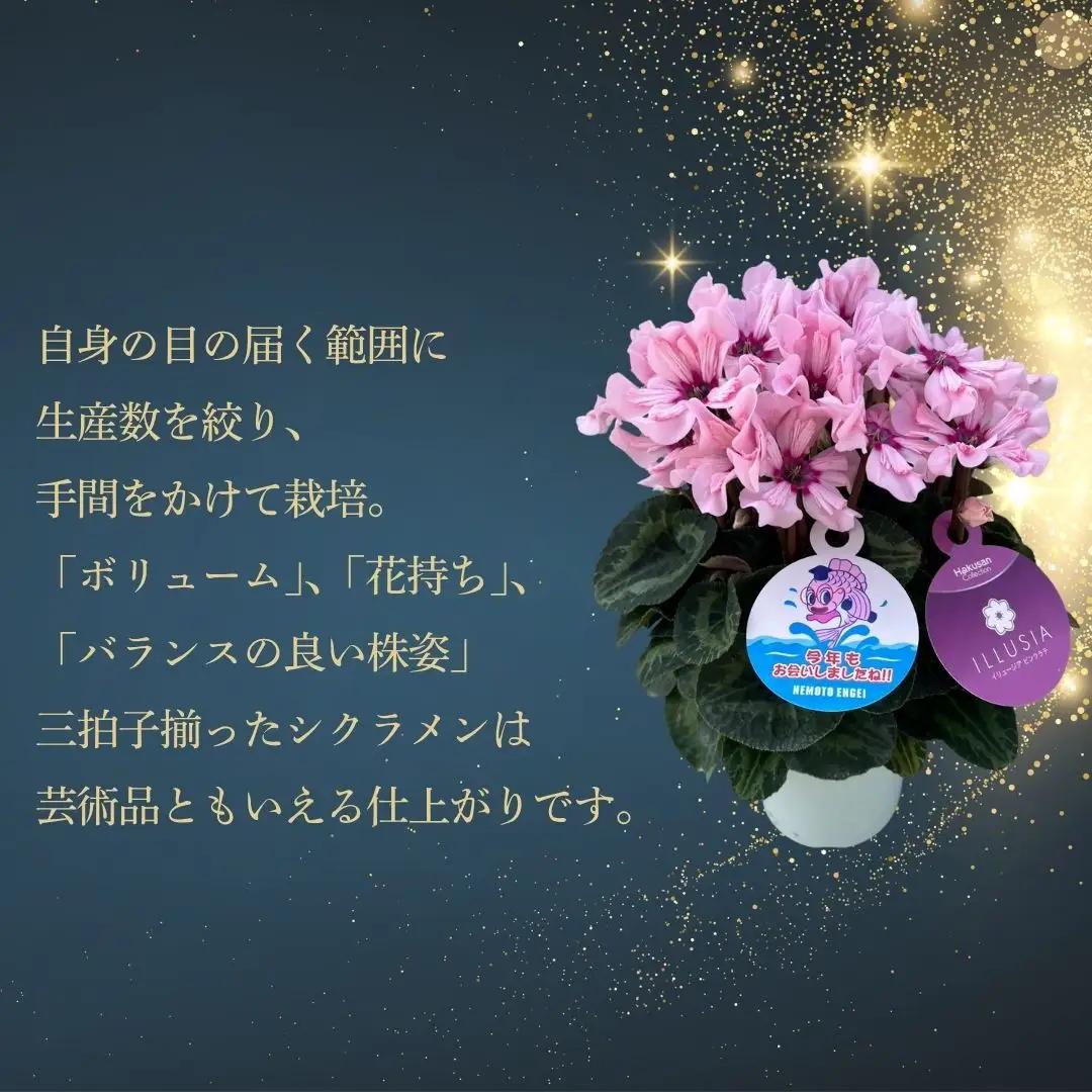 【先行予約】シクラメン リップスオレンジ 5号鉢 花ギフト 根本園芸 | シクラメン