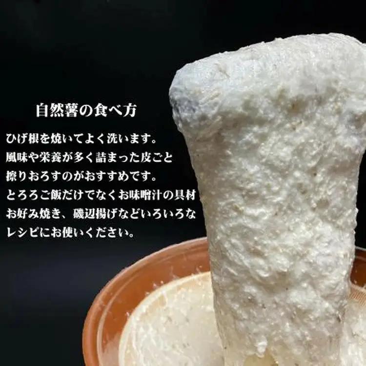那須町産 自然薯1kg 化粧箱入り | とろろ〔P-351〕 ※2026年12月～発送