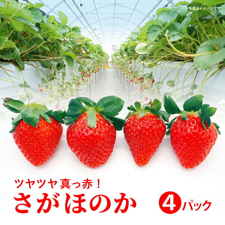 【ふるさと納税】【先行予約】佐賀県産 さがほのか 960g (240g×4パック) | 2027年1月より順次発送 苺 イチゴ フルーツ 果物 佐賀 _b-498