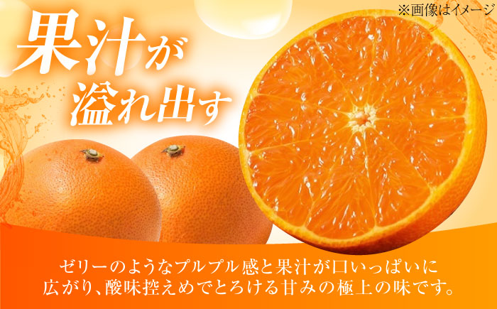 みかん 愛果28号 約2.7kg M-Lサイズ【12月上旬から2月下旬まで順次発送】 / フルーツ 果物 蜜柑 ミカン オレンジ 甘い 先行予約 約 3kg 愛媛 / 愛媛県砥部町/西岡さん家のみかん