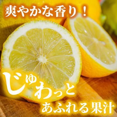 ふるさと納税 松山市 瀬戸内(国産)レモン 1.2kg(8-12個程度) 農園直送 栽培期間中農薬不使用 愛媛県産 |  | 02