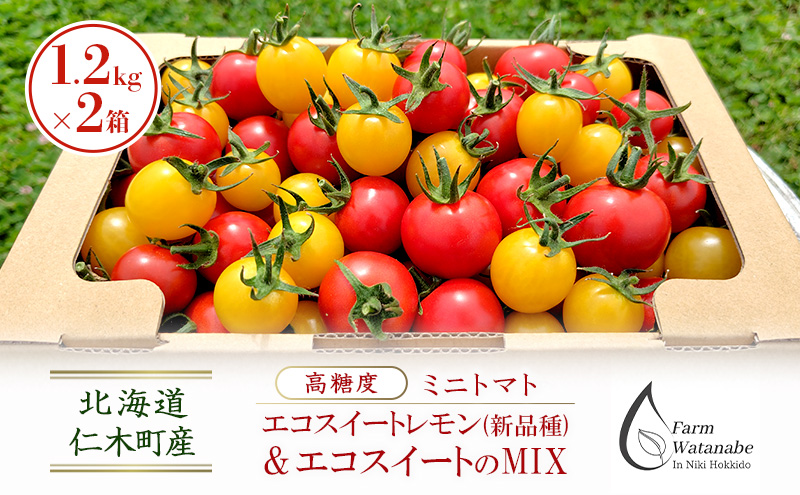 北海道 仁木町産 高糖度 ミニトマト 【エコスイートレモン(新品種)&エコスイートのMIX】1.2kg×2箱 [栽培期間中 農薬・化学肥料不使用、除草剤不使用] サイズ混載 2025年産 [Farm Watanabe]
