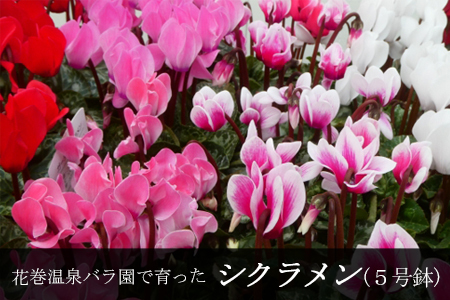 【色で選べる】花巻温泉バラ園で育てたシクラメン＜2026年11月より順次発送＞ホワイト系 【2279-3】