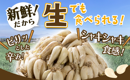 【先行受付!】掘りたて!新鮮!!根付き土付き生らっきょう10kg≪2026年5月中旬以降順次お届け≫_22-L701_(都城市)  都城産 根付き・土付き らっきょう らっきょう漬 塩らっきょう 酢味