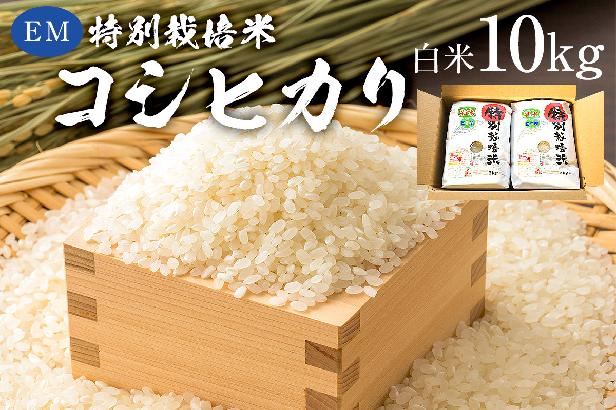 
            【2025年9月1日以降発送予定】白米　EM特別栽培米こしひかり10kg（5kg×2袋）【2025年産】 mi0068-0005【お米 精米 白米 こしひかり コシヒカリ おにぎり】
          