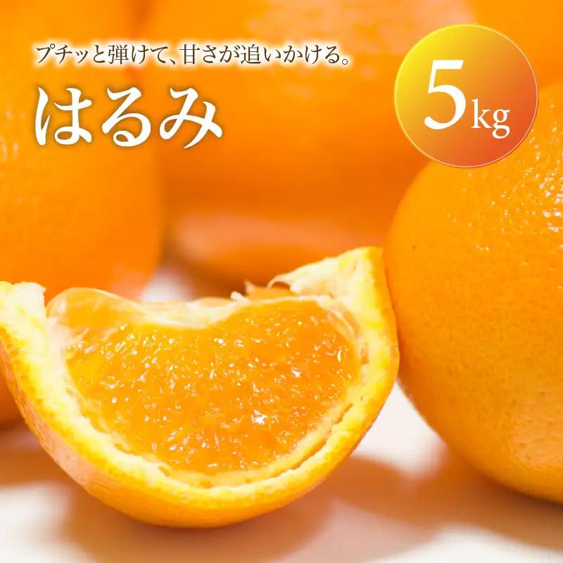 はるみ 家庭用 5kg 【2027年2月中旬頃から順次発送】 | みかん ミカン mikan 蜜柑 訳ありフルーツ 柑橘 果物 おすすめ お勧め お取り寄せ ギフト 愛媛県 松山市 【MKN031】
