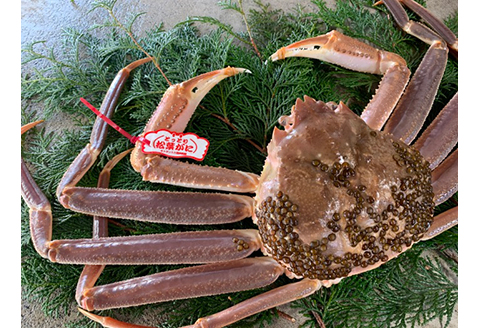 【22024】鳥取網代港【ブランドタグ付】活！極上松葉ガニ（大）800g【さかなや新鮮組】