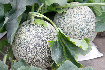 タカミメロン 3～6玉（4kg以上）【6月中旬～7月上旬頃に発送】　すなずか農園