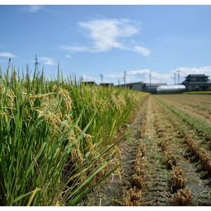 【令和7年産】特別栽培雪若丸　精米 5kg【1676081】