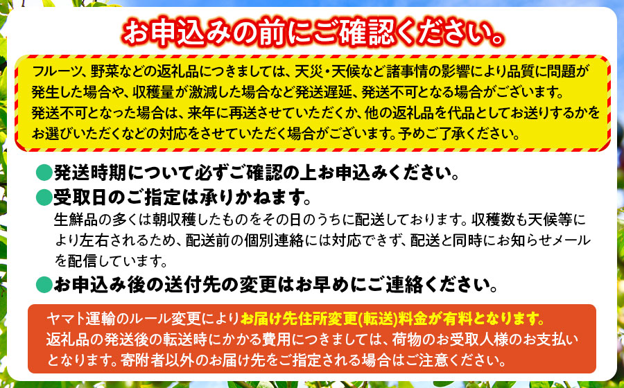 【令和8年産先行予約】 さくらんぼ 佐藤錦 (L又は2Lサイズ) 1kg バラ詰め 山形県鶴岡市産　株式会社 元青果