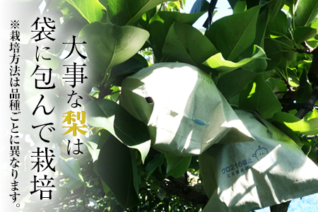 梨 玉東梨 約5kg 先行予約 上田農園 熊本県産 梨