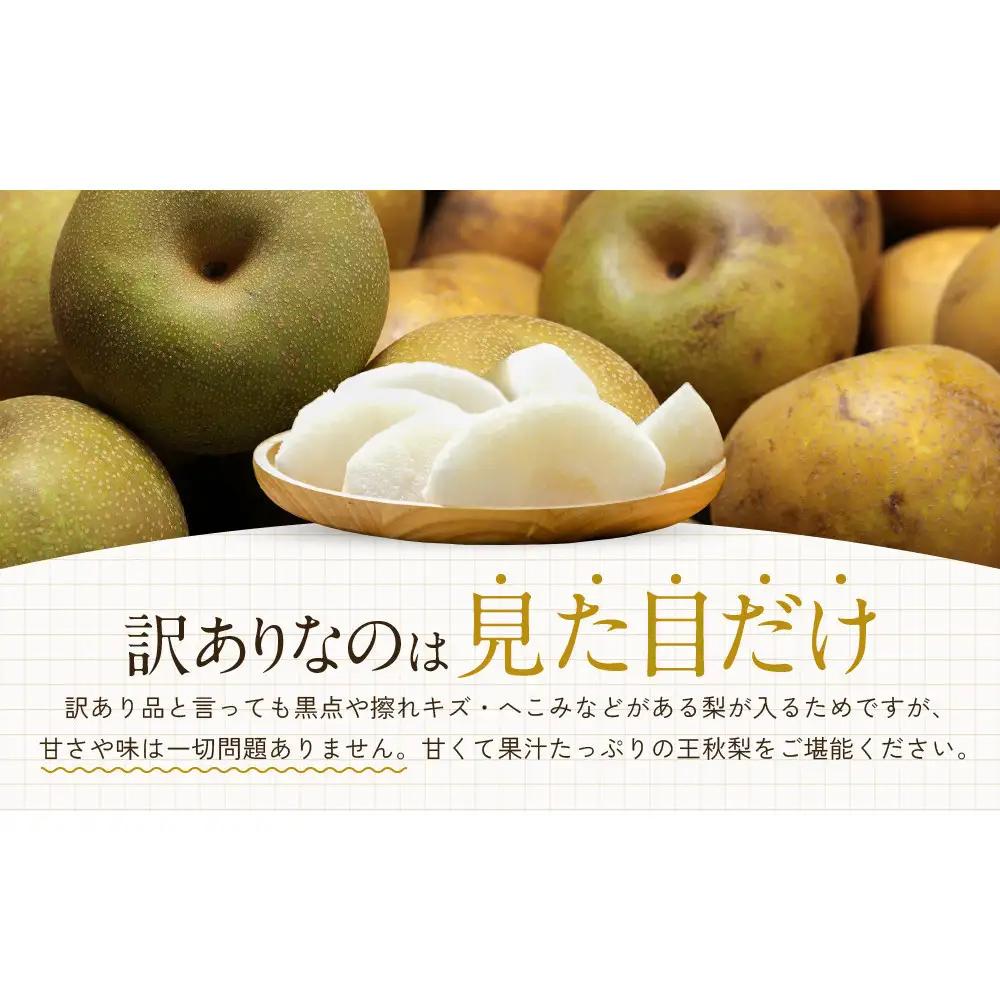 【先行予約】訳あり 数量限定 鳥取県産 王秋梨（おうしゅうなし） 約5kg （7～15玉）≪2026年11月中旬頃出荷≫ 【鳥取県 境港市】