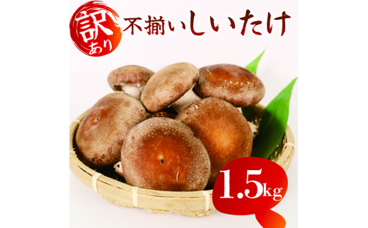 【12月～4月発送】 訳あり 不揃い 生しいたけ 1.5kg 生 しいたけ 常温 配送 シイタケ 椎茸 大ぶり 食べ応え 厚い 肉厚 うまみ 栽培期間中 農薬不使用