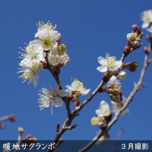 ＜すだ農園＞2年生 苗木 ◇暖地さくらんぼ [地中ポット苗 2024年] ※2025年12月上旬～2026年5月下旬頃に順次発送 ※北海道・沖縄・離島への配送不可