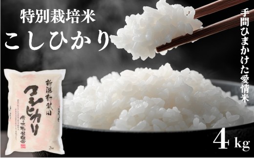 米 コシヒカリ 特別栽培米 計4kg 2kg × 2袋 令和7年産 7年産 新潟県産 お米 白米 ご飯 精米 玄米 おにぎり 弁当 個包装 小分け プレゼント ギフト 贈答 のし 佐々木耕起 佐々木こうき 佐々木耕起組合 新潟県 新発田市 sasakikoki003