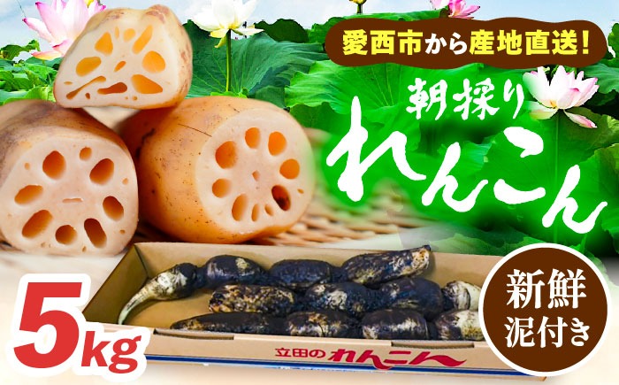 ＼毎年10月より順次発送／土付き鍬掘り レンコン（愛知県愛西市産）5kg れんこん 蓮根 産地直送 愛西市 / 株式会社山三レンコン [AEBK002]