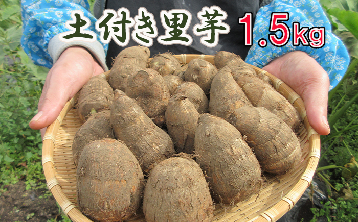 【2025年10月発送開始予定】 岩手県産 土付き 里芋 約1.5kg ／ さといも 里いも サトイモ 産地直送 ポパイの家