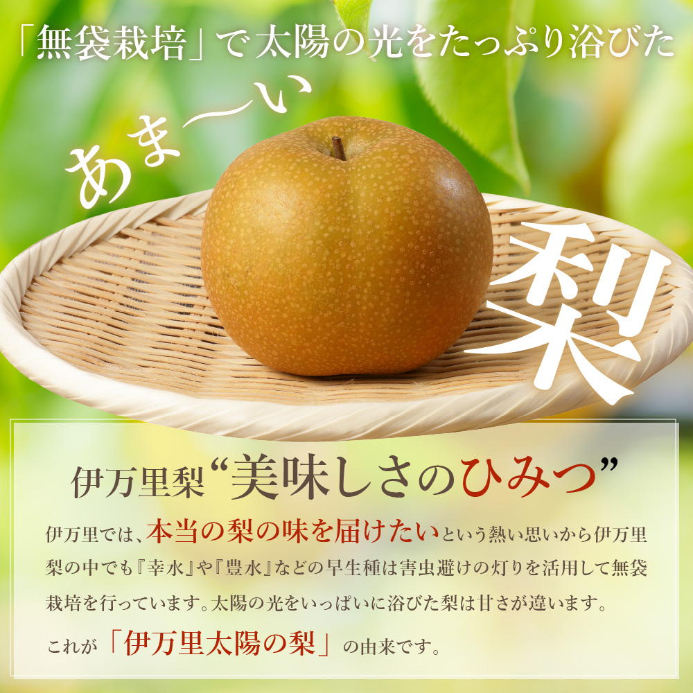 【2026年産先行予約】伊万里梨 「豊水」 約5kg ご自宅用におすすめ 178-B939