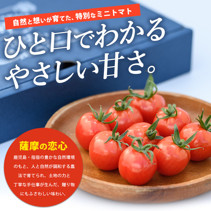 【2025年12月上旬～発送】【鹿児島県指宿市産】さくらんぼトマト 薩摩の恋心 35個入(シナジーブリーディング/010-373)トマト 美味しいトマト フルーツトマト サクランボ トマト ミニトマト