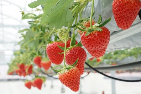 【3回定期便】【来シーズン予約受付】数量限定 幻の京都亀岡産 高級いちご【女峰】1箱分×3回定期便 ※化学肥料・農薬極力不使用《イチゴ 苺 いちご フルーツ 農家直送》 ※2026年1月中旬～5月下旬