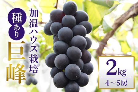 【 2026年 先行予約 】 「加温ハウス栽培」 巨峰 2kg（ 種あり ） 久家ぶどう園 2房 ぶどう ブドウ 有機 肥料 ハウス 栽培 国産 果物 くだもの 葡萄 フルーツ 2キロ  夏 旬 品種 茨城県産 産地直送 産直 農家直送 冷蔵 茨城県 石岡市 (A04-006)