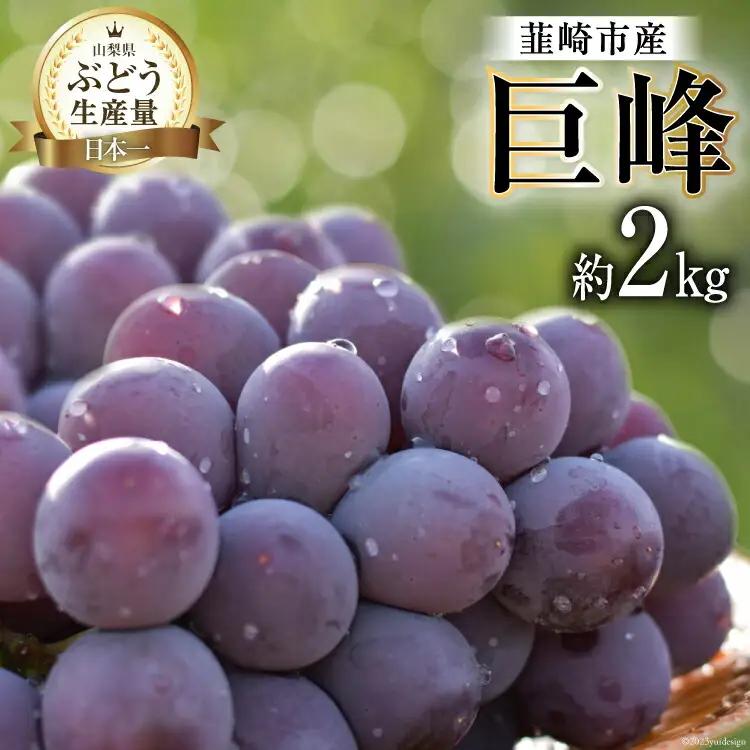 ぶどう 2026年発送 巨峰 約 2kg