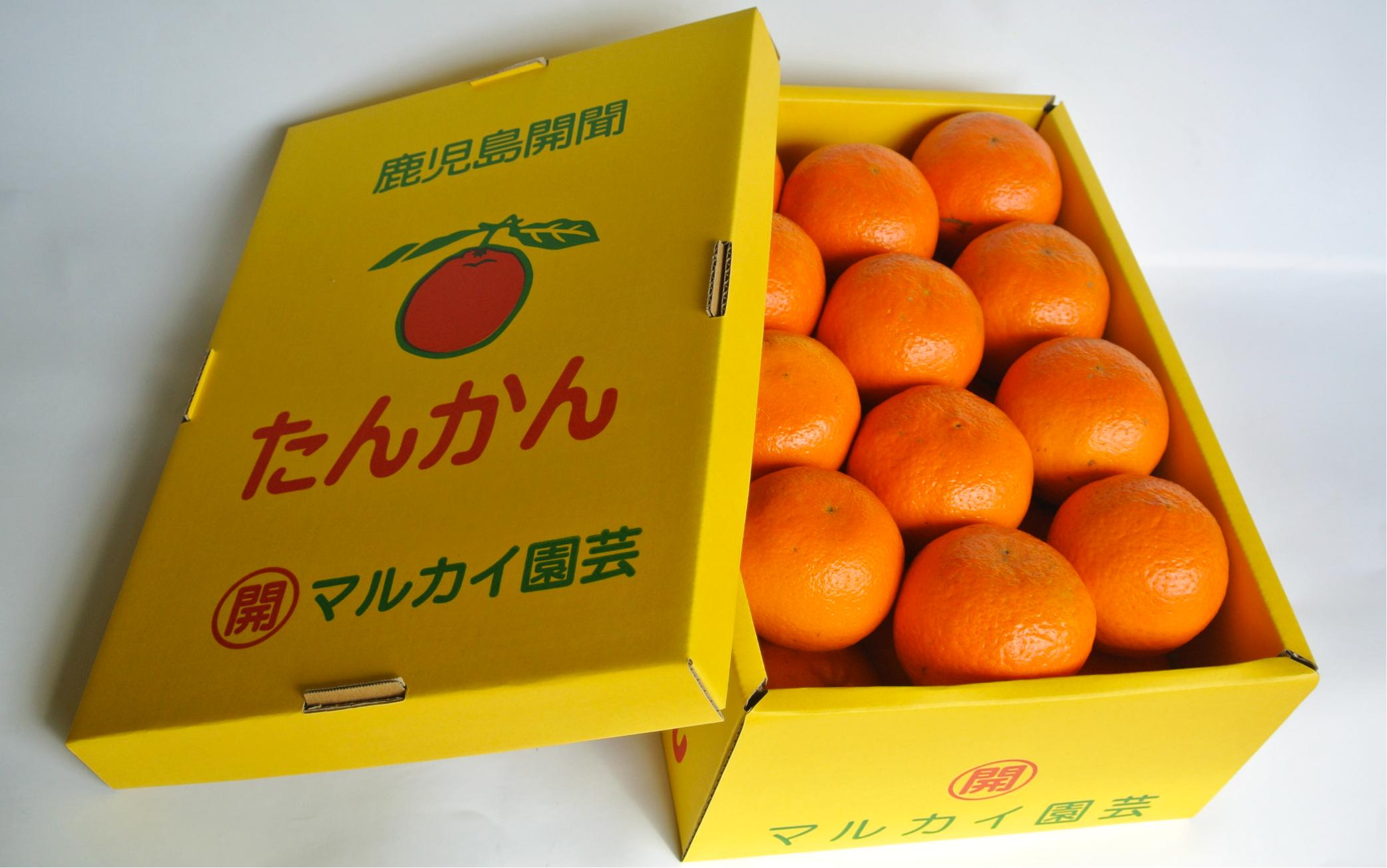 【2026年2月下中旬～発送】みかん農家坂元さんちのタンカン 贈答用 約5kg(坂元果樹園/A-055) タンカン みかん フルーツ 柑橘 柑橘類 旬 果物 いぶすき 指宿 鹿児島 開聞 完熟 果実 