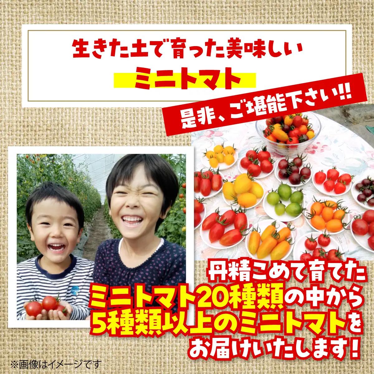 【2027年7月より発送】カラフルミニトマト約1kg(5種以上) 大作農園 北海道壮瞥町 SBTR011