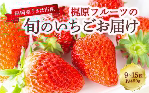 梶原フルーツの旬のいちごお届け 【2026年2月 出荷予定】 いちご 苺 イチゴ 旬 フルーツ 果物 くだもの 果実 冷蔵 福岡県 うきは市
