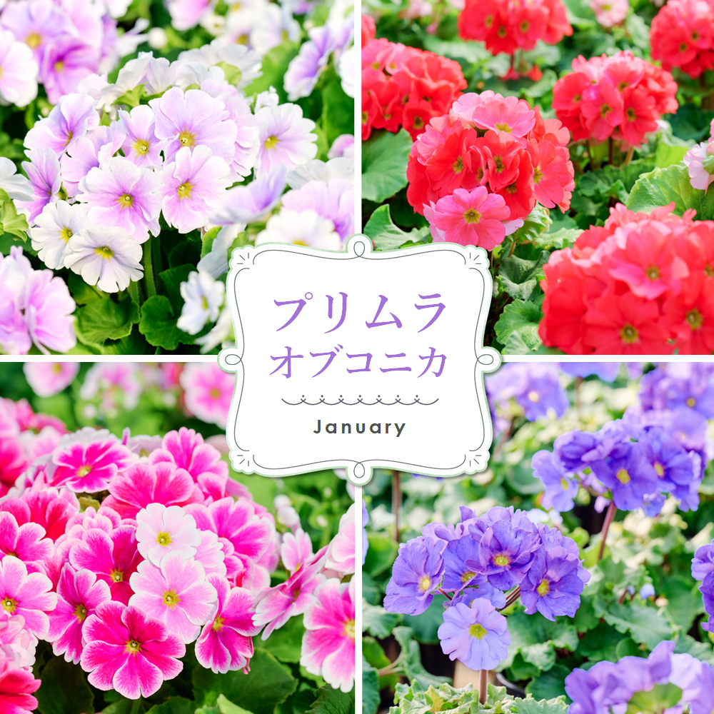 【先行受付9月より発送 数量・期間限定】鉢花 定期便 3回(9月・11月・1月)【鉢花 ふるさと納税 定期便】(H069117)