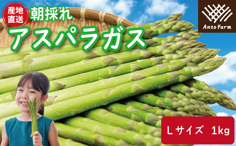 アスパラガス Lサイズ 1kg 2025年 4月から 発送 せいくらべ アスパラ 季節 春 野菜 新鮮 旬 煮物 炒め物 漬物 鍋 味噌汁 家庭用 弁当 惣菜 おかず 健康 栄養 Anto Farm 阿南 徳島