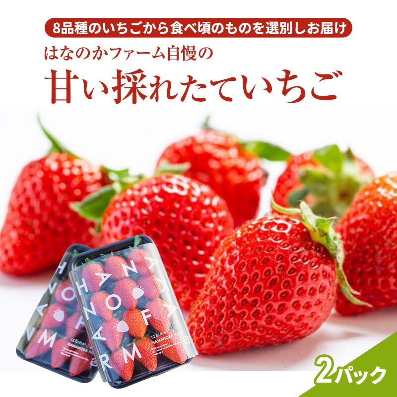 【ふるさと納税】【予約販売】当園自慢の甘い採れたていちご2パック | いちご イチゴ 苺 フルーツ 果物 くだもの 旬 お取り寄せ セット アソート スイーツ 紅ほっぺ 白いちご ストロベリー ランキング 人気 ※2026年2月上旬～4月下旬頃に順次発送予定 ※離島への配送不可