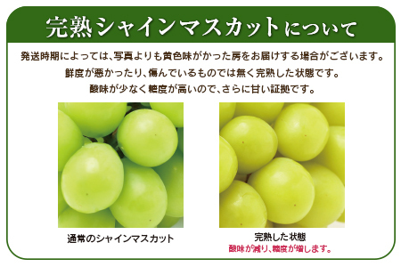 ＜2026年出荷＞先行予約［訳あり］シャインマスカット 約1.3kg【B688】