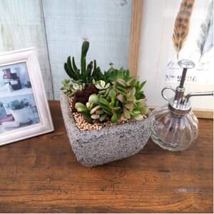 多肉植物ミックスセメントポット仕立て サボテンミックスセメントポット仕立て 2個セット(各1個ずつ)【配送不可地域：離島・沖縄県】【1697833】