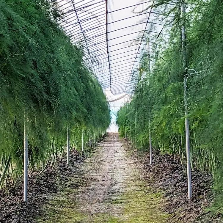 うえの農園のアスパラキャンディ 30g×1袋 | 飴 あめ キャンディー 国産 栃木県産 アスパラ アスパラガス 食品